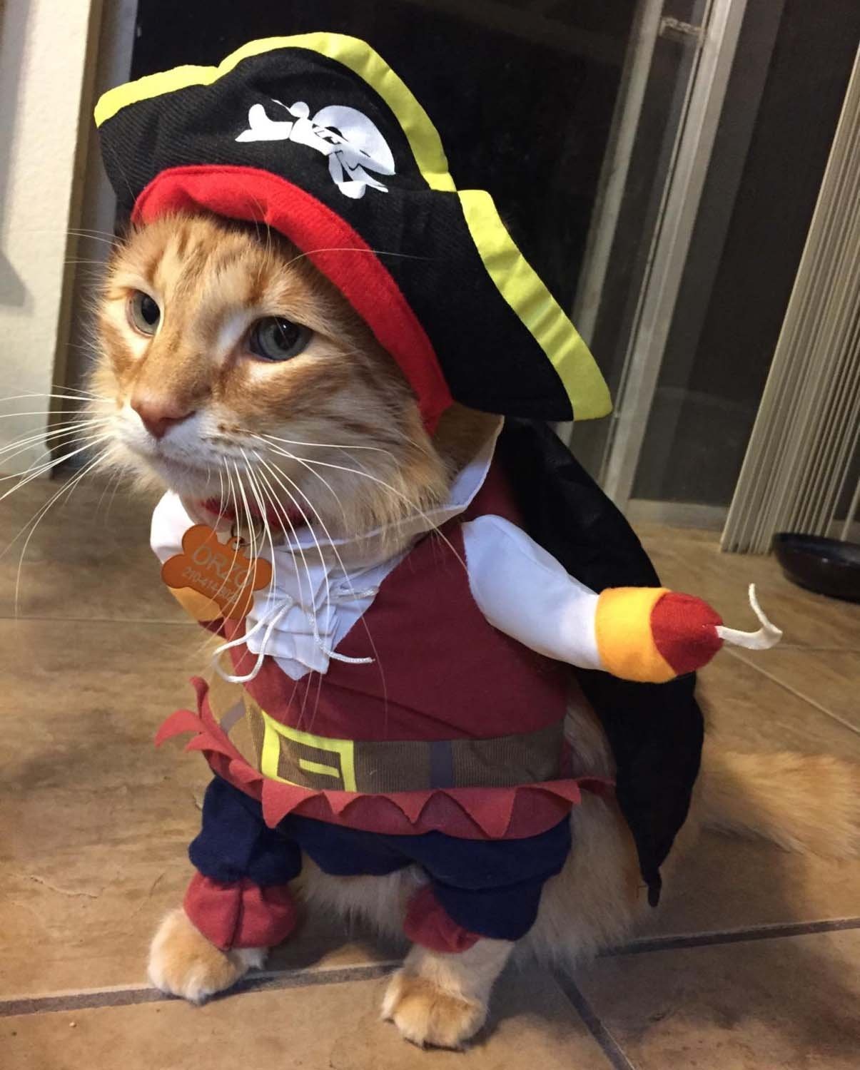 Caribbean Pirate Pet Costume
