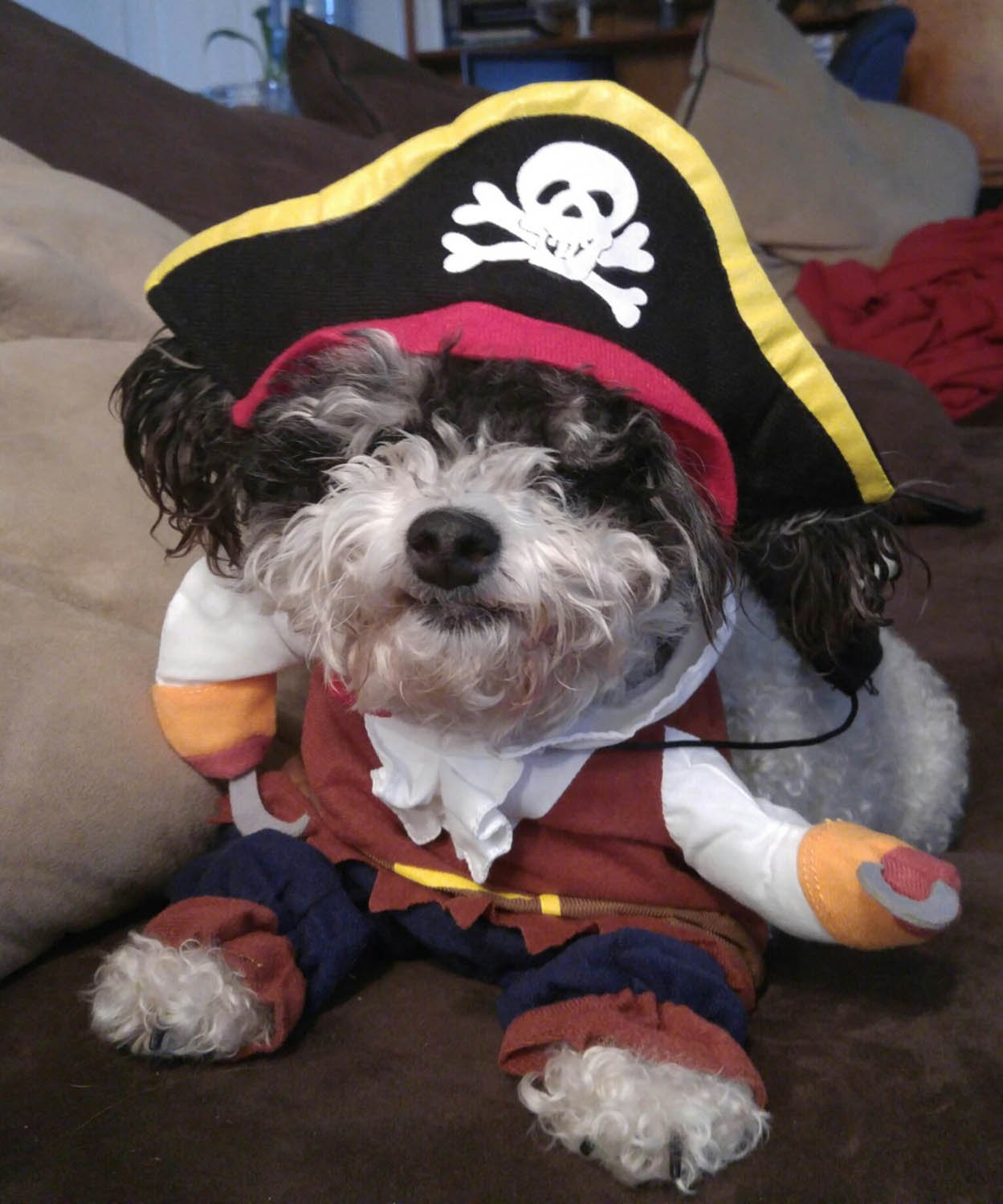 Caribbean Pirate Pet Costume