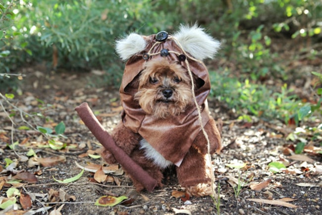 Star Wars Ewok Pet Custome