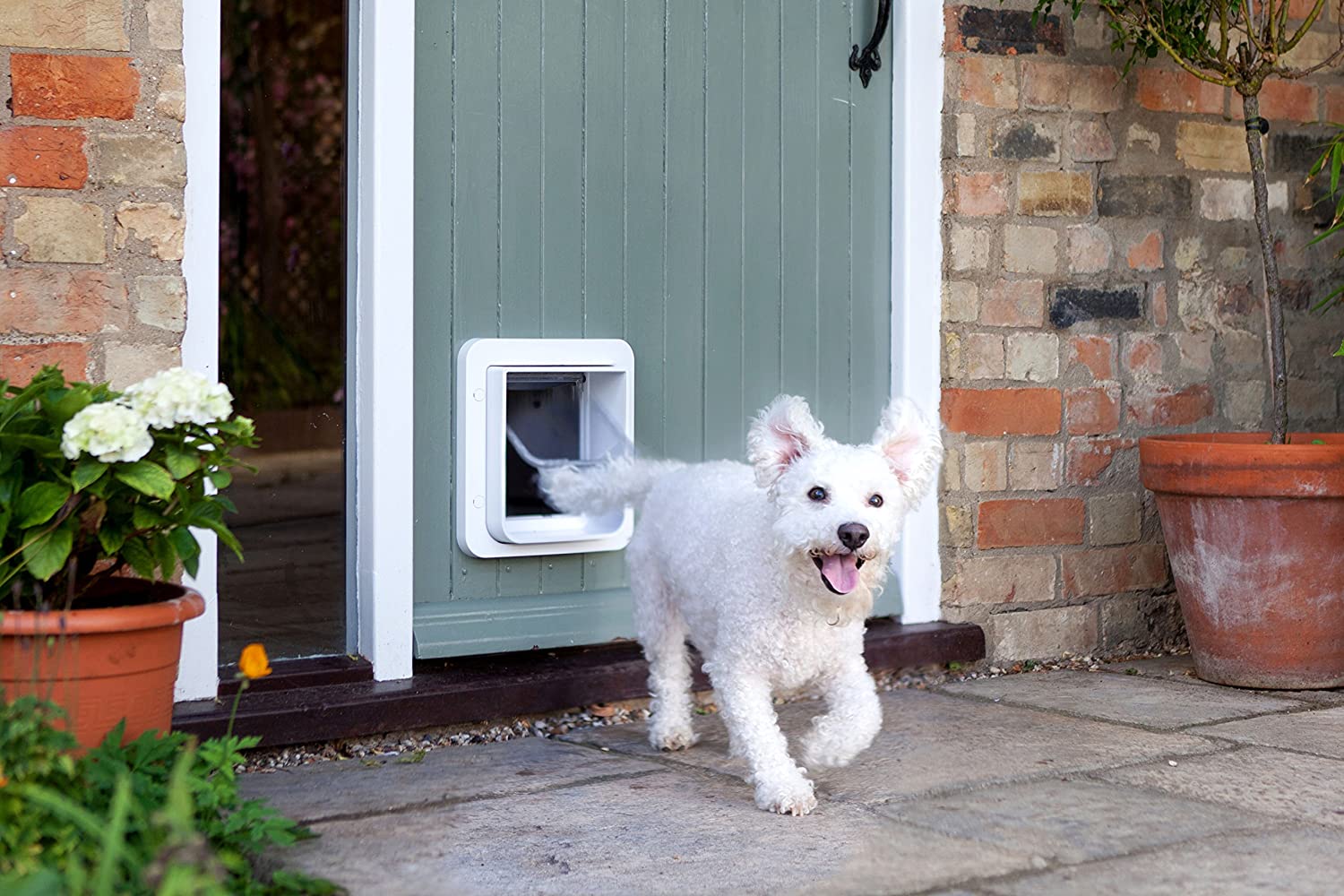 Dog door best sale with sensor